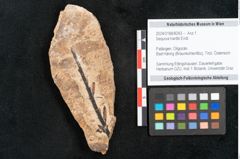 Foto (Objekt + Etikett) von Sequoia hardtii Endl. (NHMW-GEO-2024-0188-8243)
